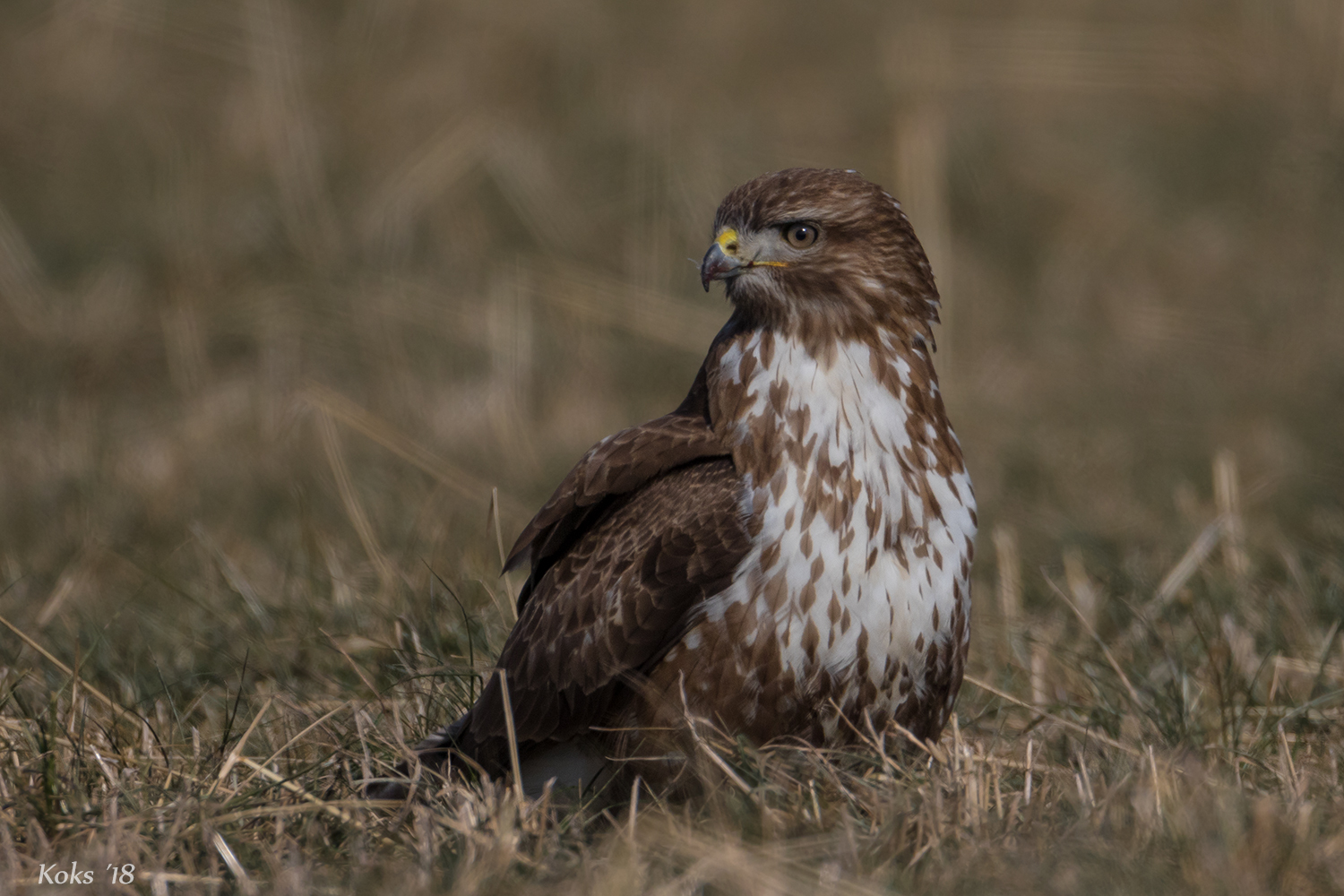 Wiesen-Bussard