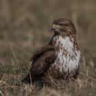 Wiesen-Bussard