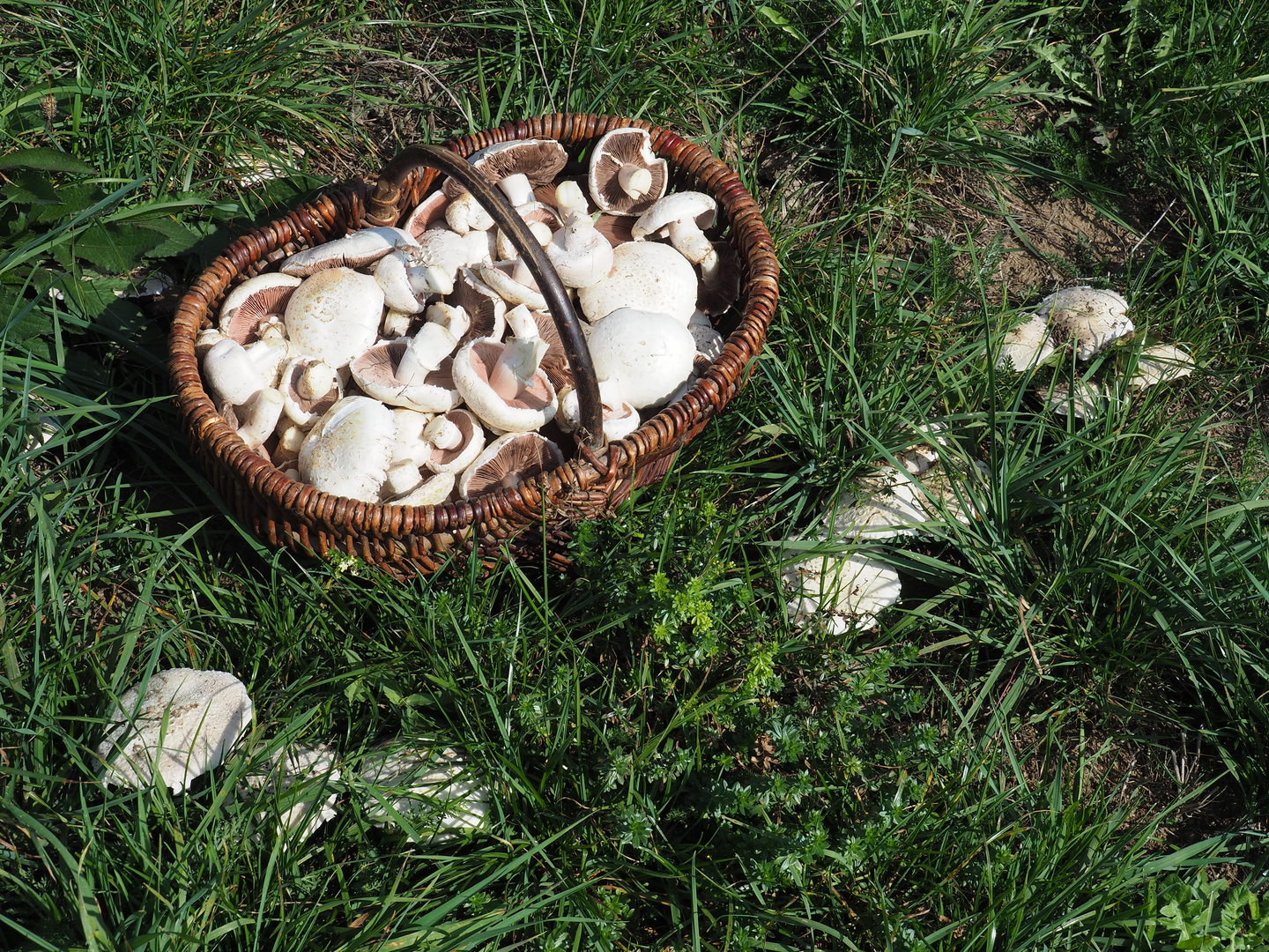  Wiesen-Champignon (Agaricus campestris)