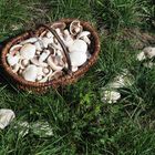  Wiesen-Champignon (Agaricus campestris)