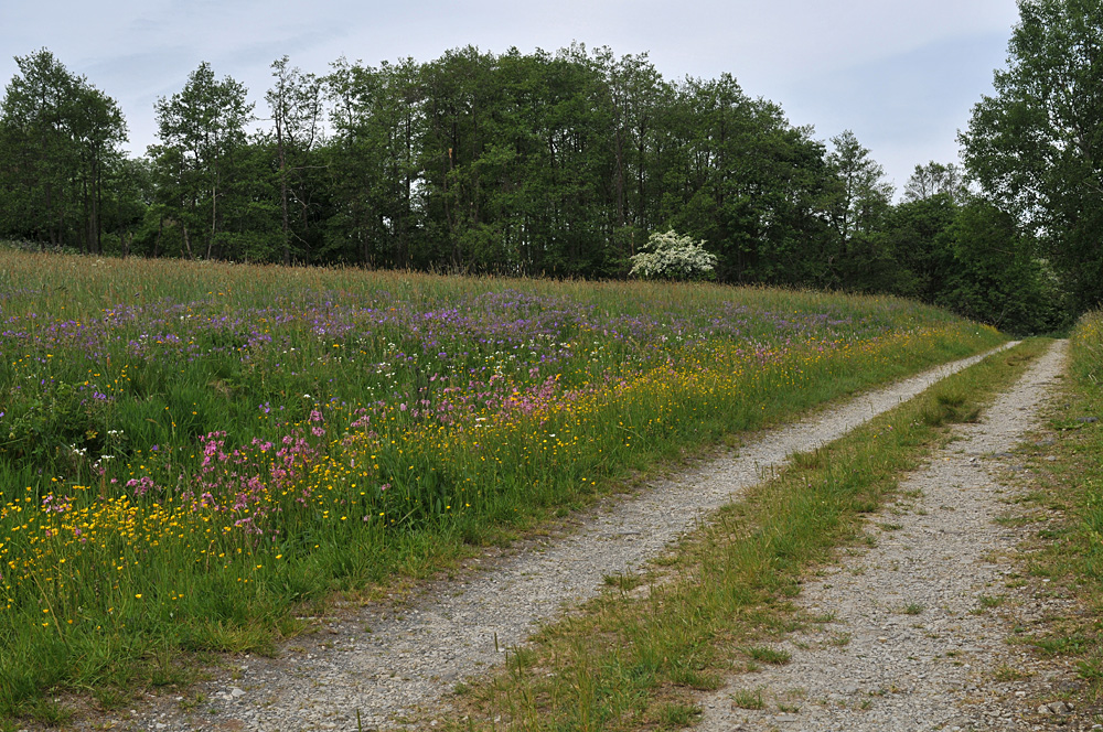 Wiesen der Rhön: Blütenmeer für viele 01