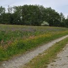 Wiesen der Rhön: Blütenmeer für viele 01