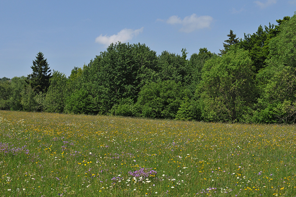 Wiesen der Rhön: Blütenmeer für viele 02