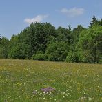 Wiesen der Rhön: Blütenmeer für viele 02