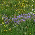 Wiesen der Rhön: Blütenmeer für viele 03