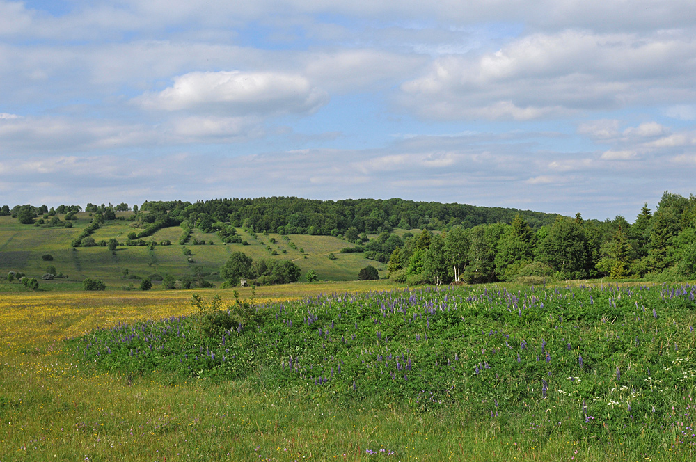 Wiesen der Rhön: Blütenmeer für viele 04