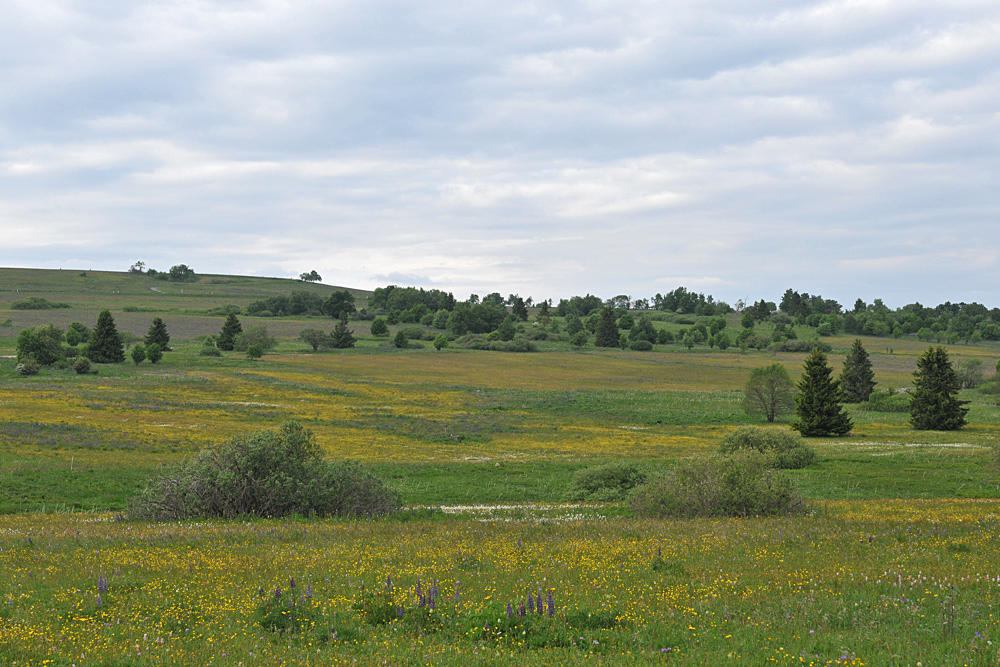 Wiesen der Rhön: Blütenmeer für viele 05