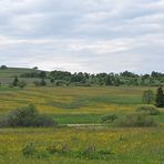 Wiesen der Rhön: Blütenmeer für viele 05