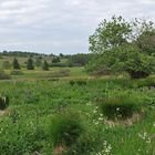 Wiesen der Rhön: Blütenmeer für viele 06