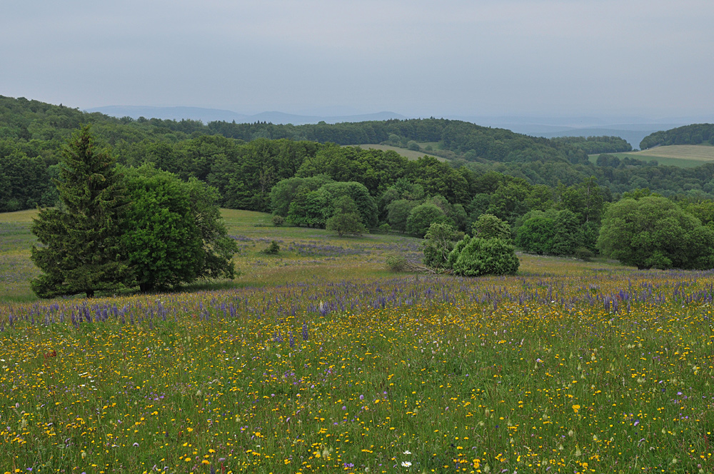 Wiesen der Rhön: Blütenmeer für viele 07