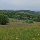 Wiesen der Rhön: Blütenmeer für viele 07