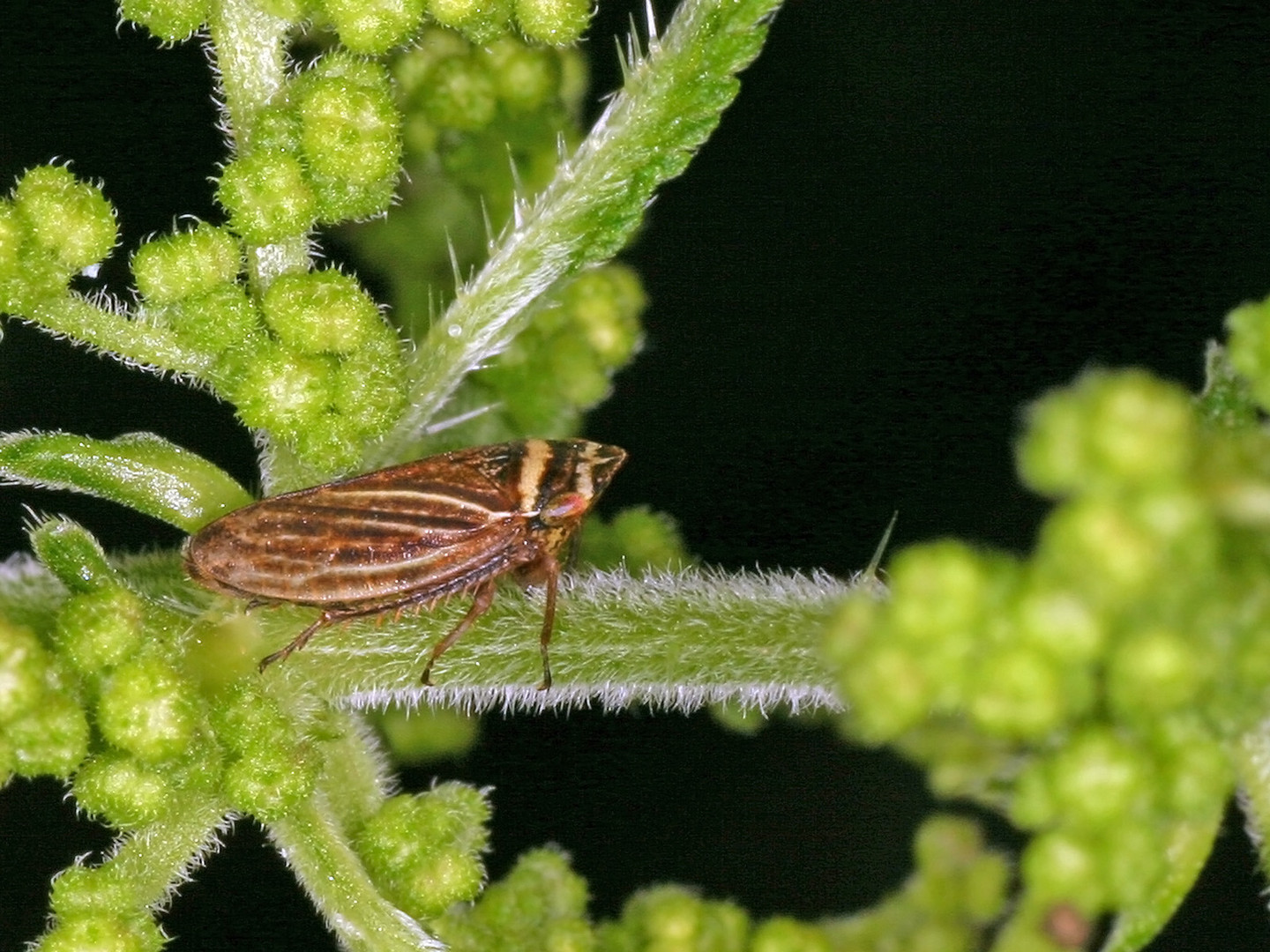 Wiesen-Erdzikade (Aphrodes makarovi)....