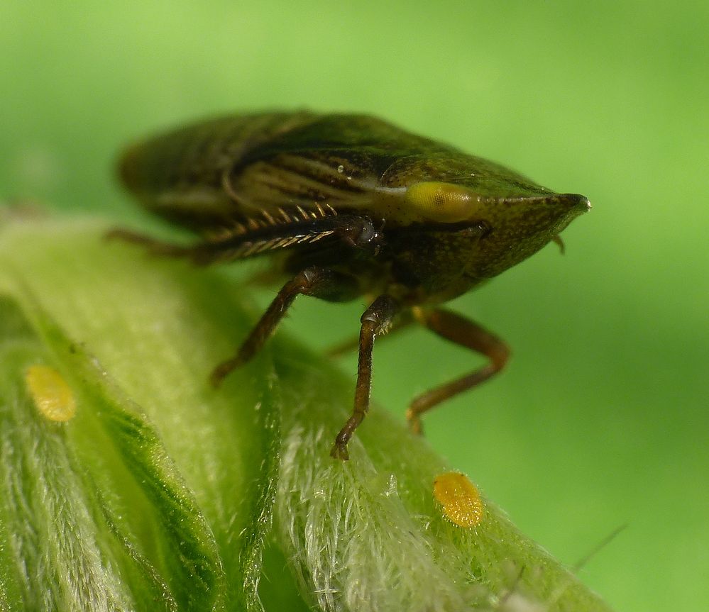 Wiesen-Erdzikade (Aphrodes makarovi) - Nymphe