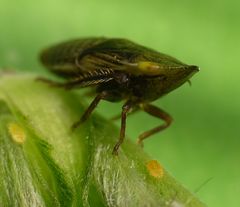 Wiesen-Erdzikade (Aphrodes makarovi) - Nymphe