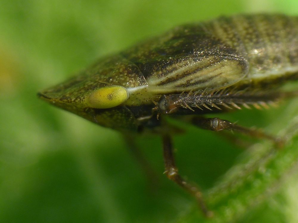 Wiesen-Erdzikade (Aphrodes makarovi) - Nymphe