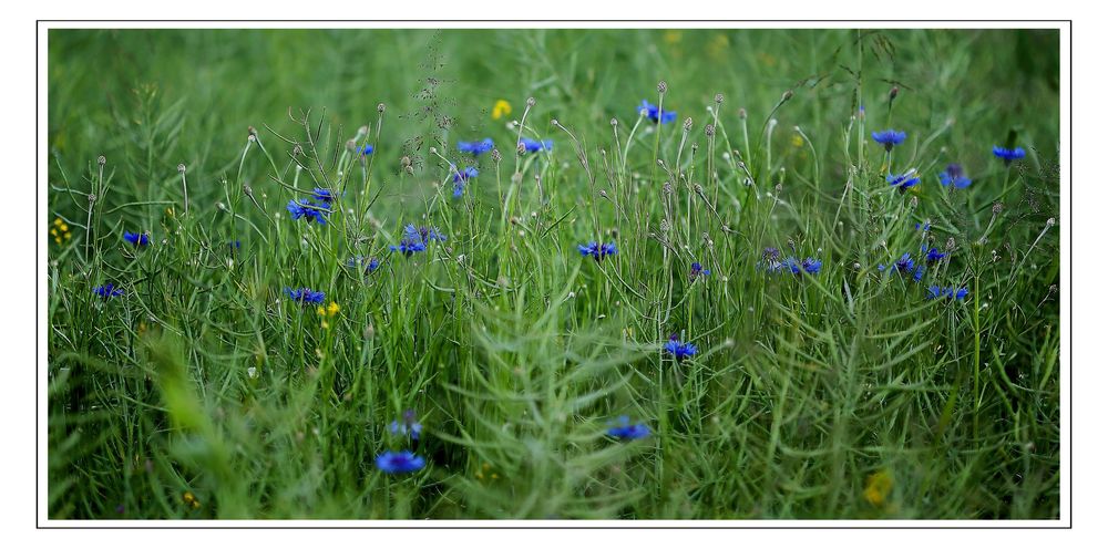 Wiesen-Farben