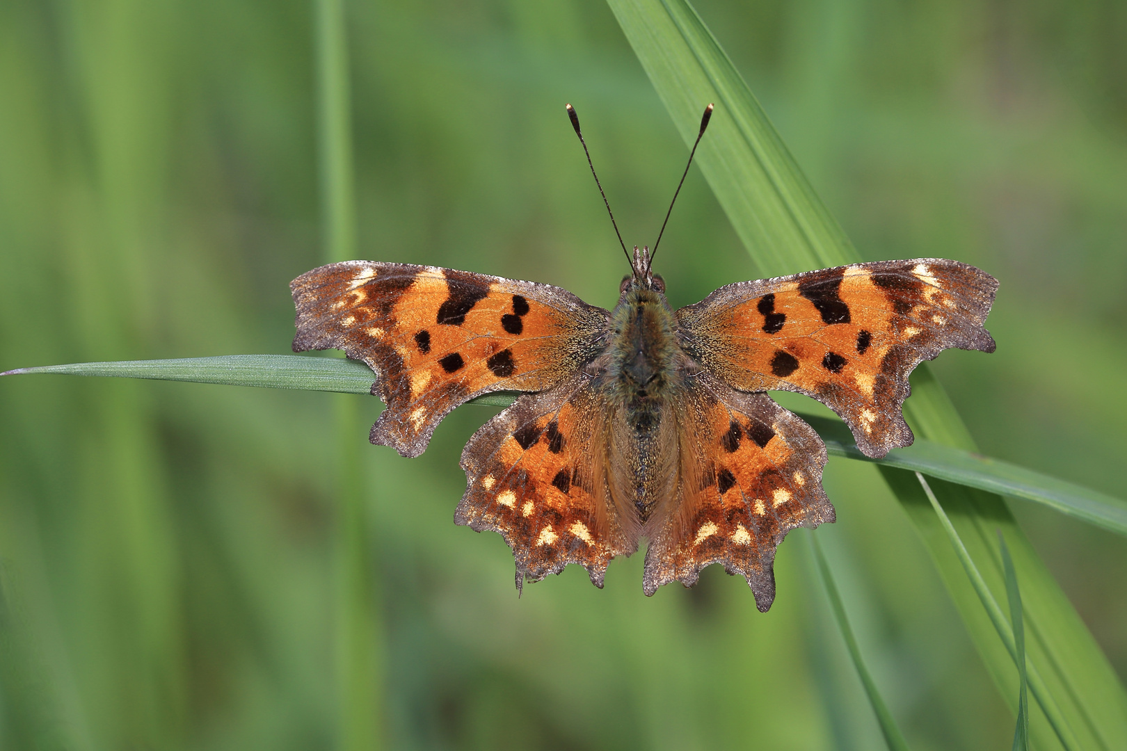 Wiesen-Farbtupfer