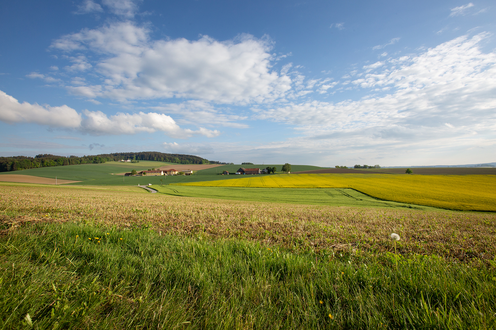 Wiesen, Felder und Raps 1