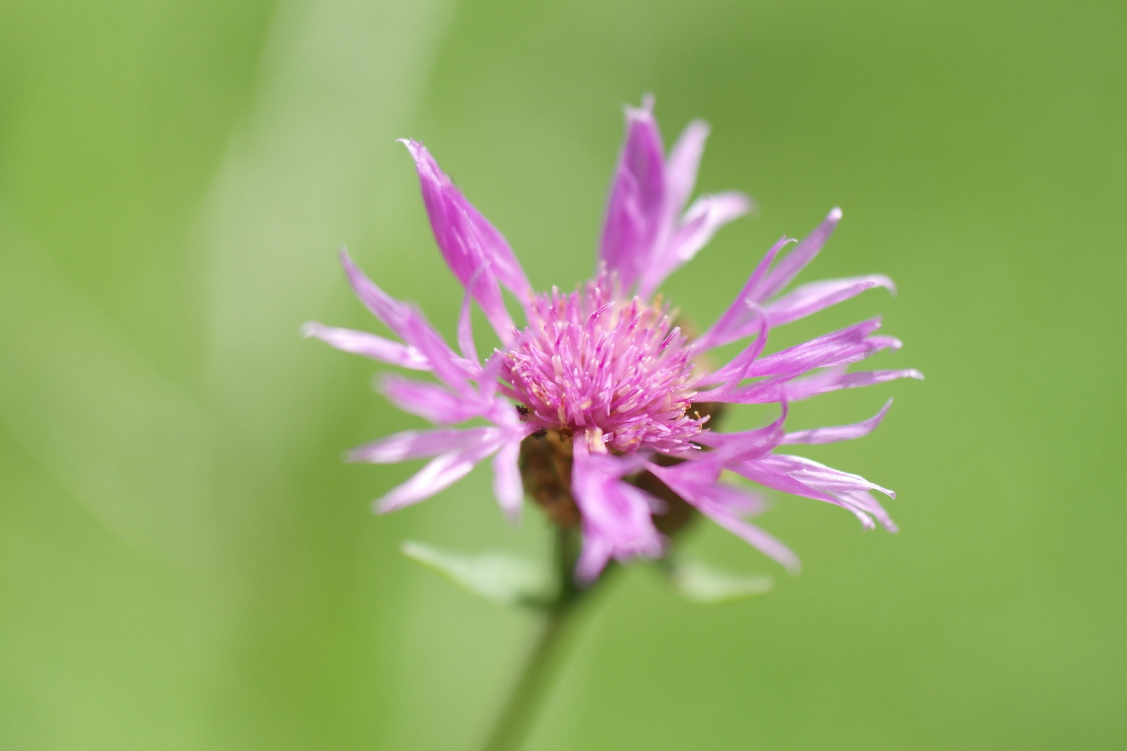 Wiesen-Flockenblume