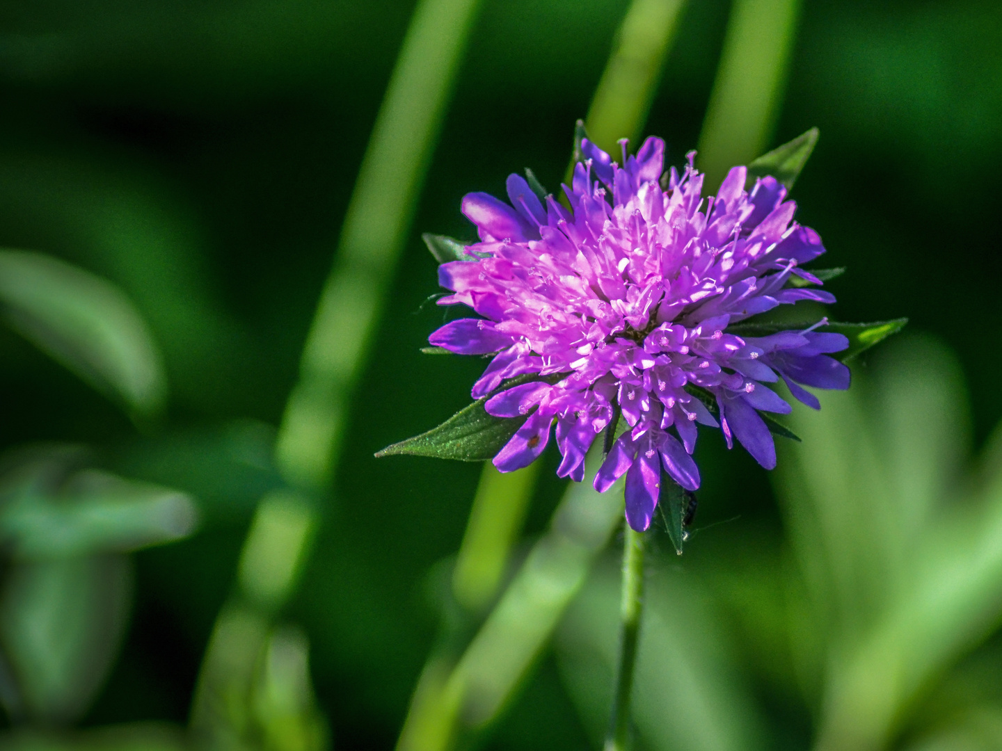 Wiesen Flockenblume