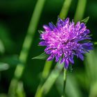 Wiesen Flockenblume