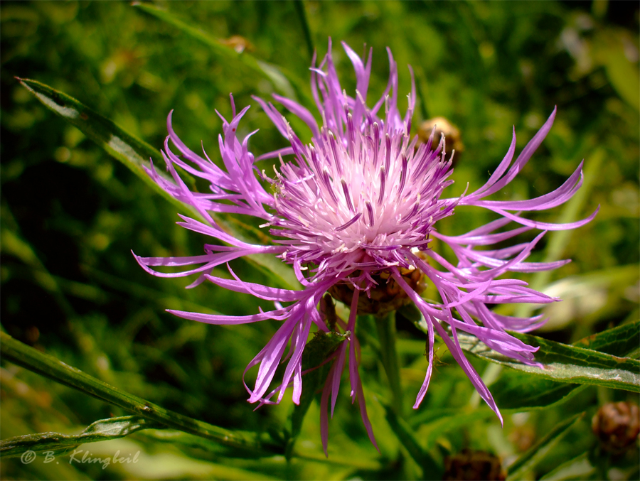 Wiesen-Flockenblume