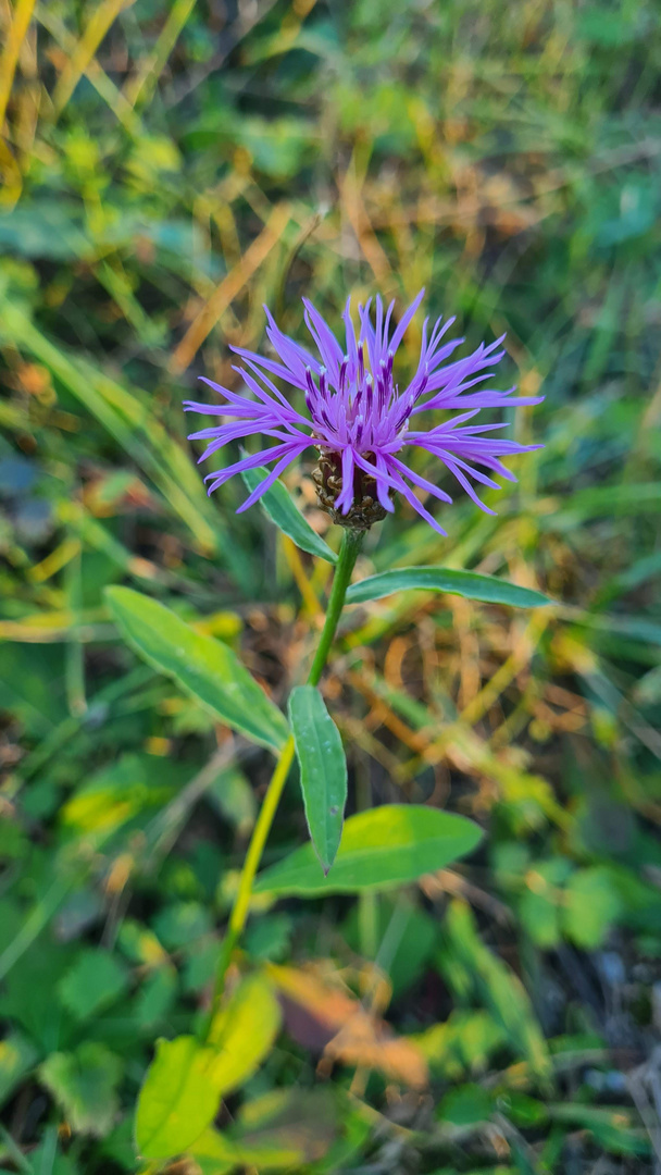 Wiesen Flockenblume