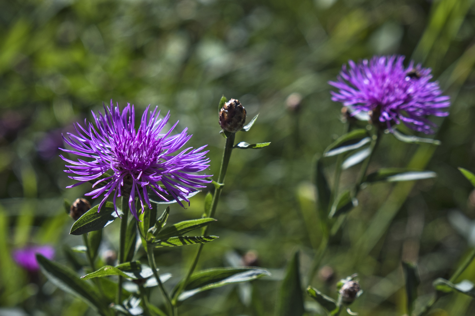 Wiesen-Flockenblume