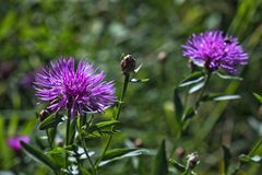 Wiesen-Flockenblume