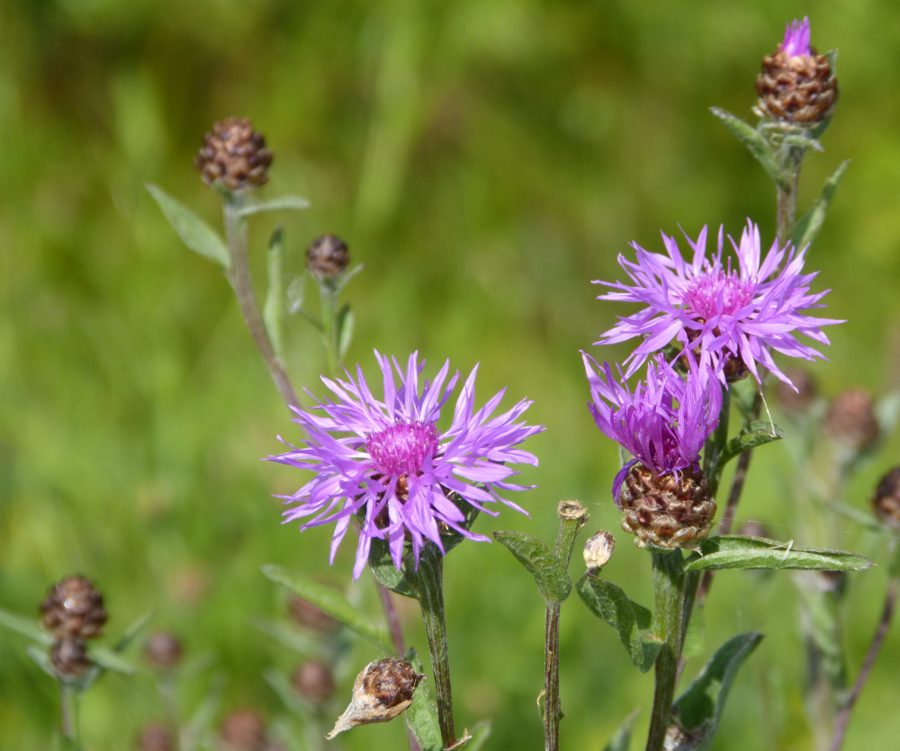 Wiesen-Flockenblume