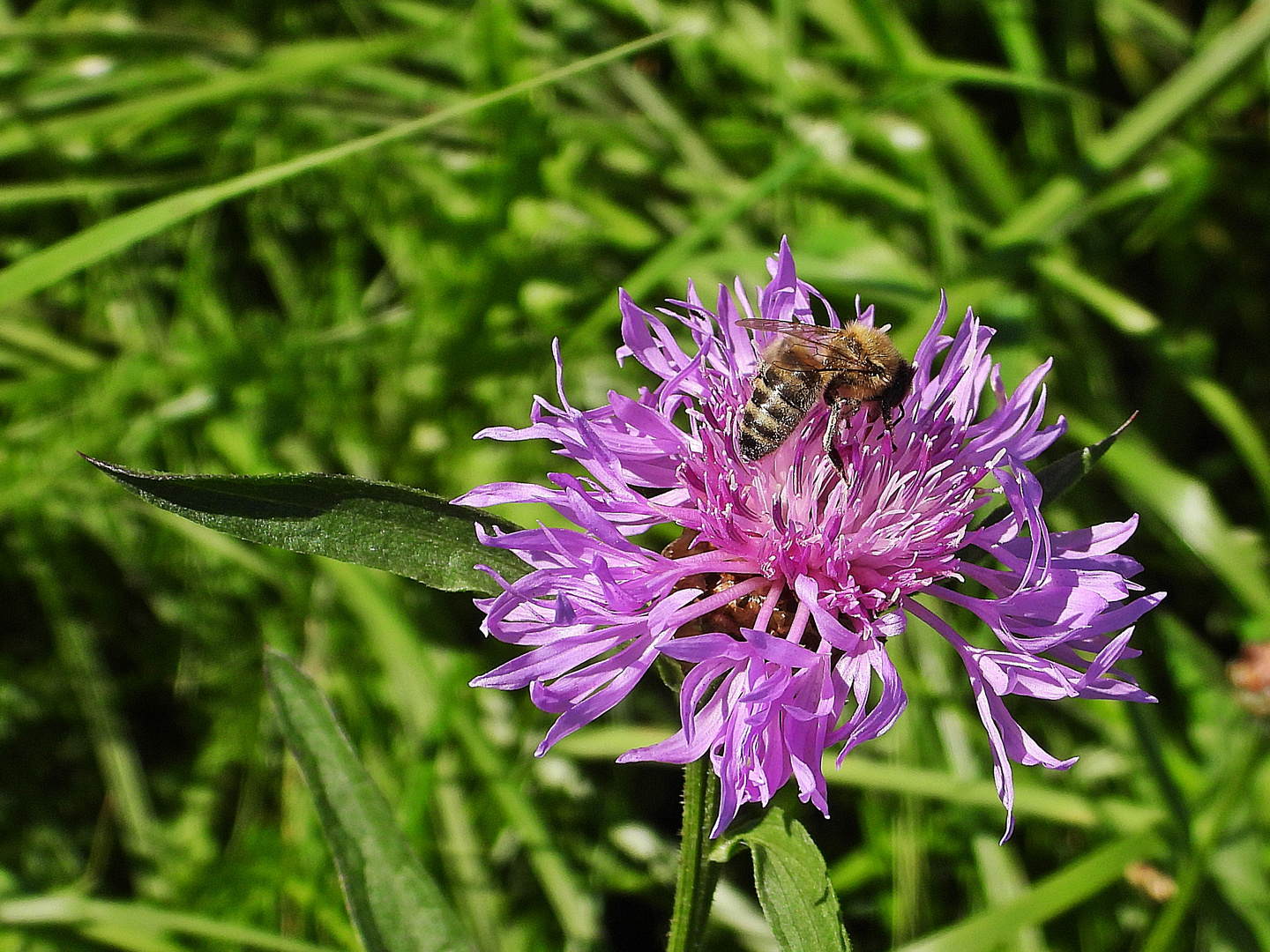 Wiesen-Flockenblume