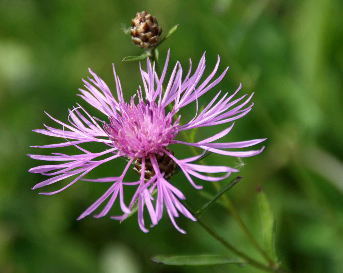 Wiesen-Flockenblume