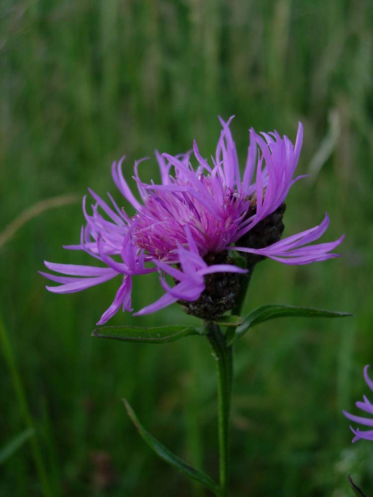 Wiesen-Flockenblume