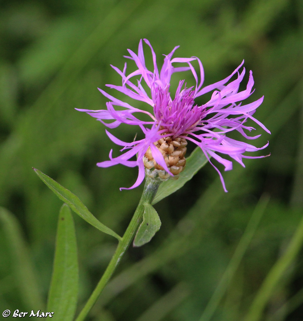 Wiesen-Flockenblume