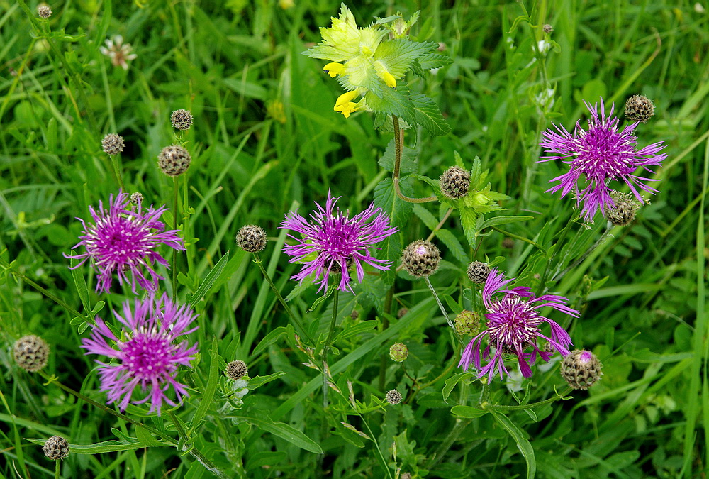 Wiesen-Flockenblume