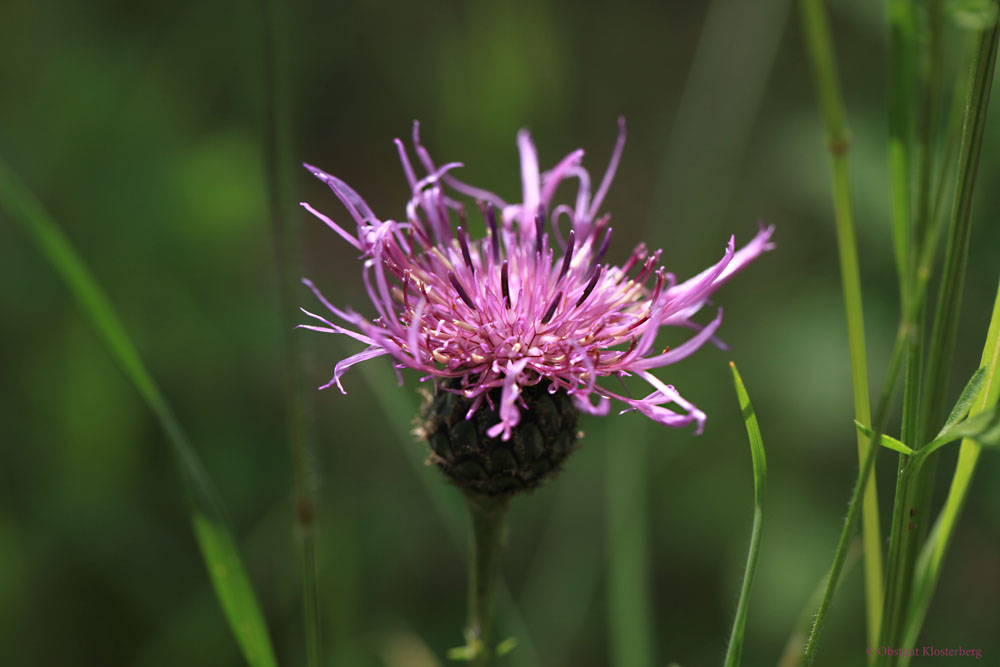 Wiesen-Flockenblume