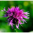 - Wiesen Flockenblume -