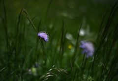 Wiesen-Flockenblume