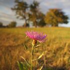 Wiesen - Flockenblume