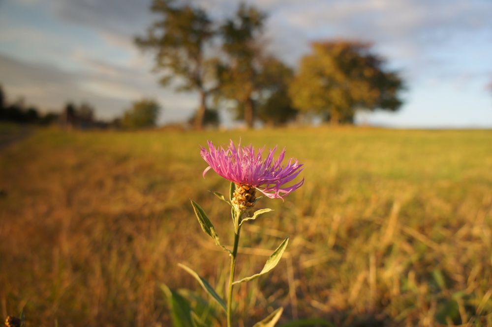 Wiesen - Flockenblume