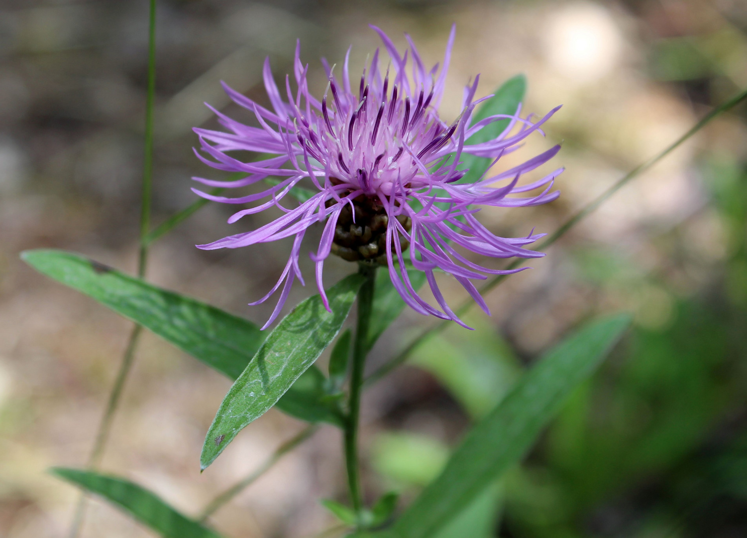 Wiesen-Flockenblume