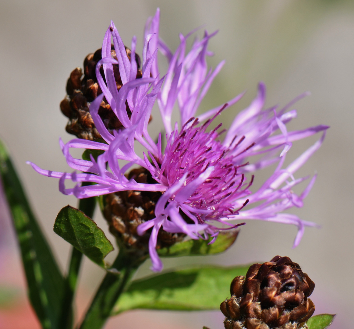 Wiesen - Flockenblume