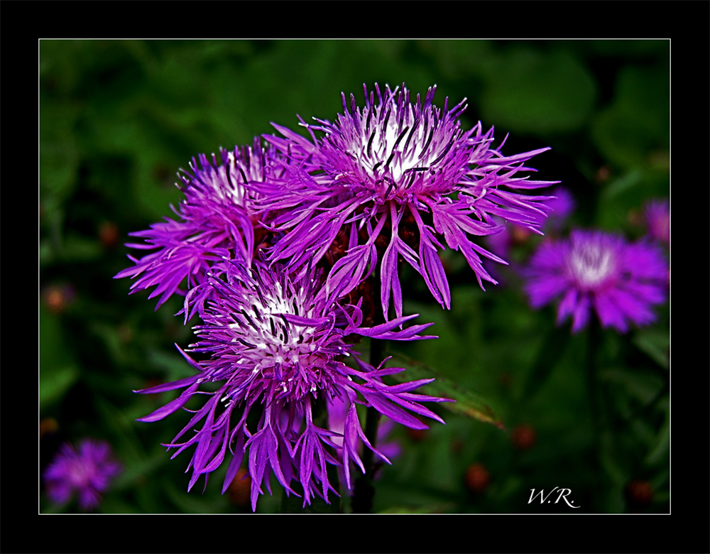 Wiesen-Flockenblume (Centaurea jacea) :-))