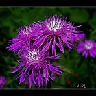 Wiesen-Flockenblume (Centaurea jacea) :-))