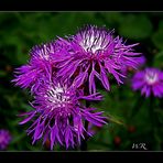 Wiesen-Flockenblume (Centaurea jacea) :-))