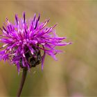 Wiesen-Flockenblume (Centaurea jacea)