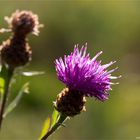 Wiesen-Flockenblume (Centaurea jacea)