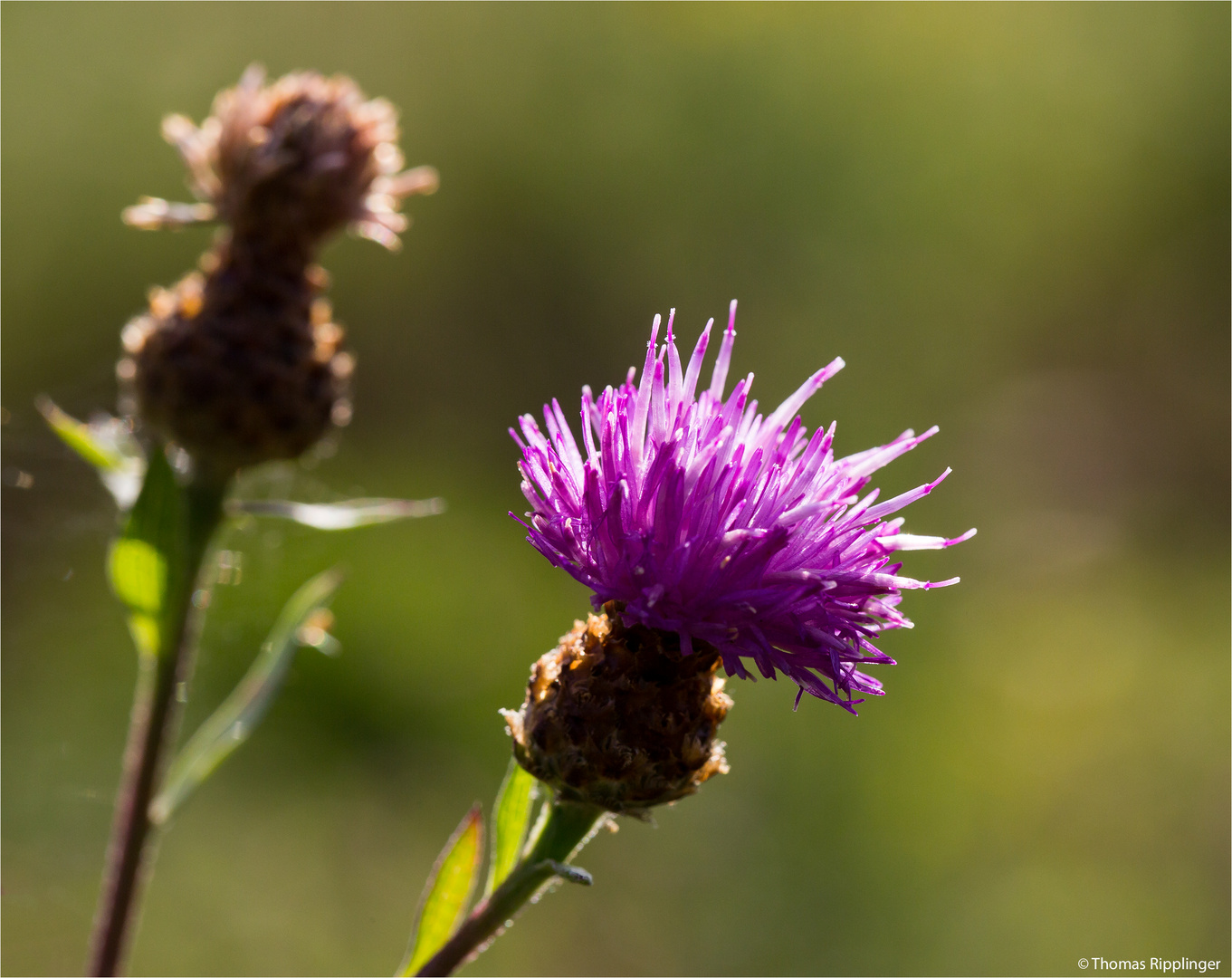 Wiesen-Flockenblume (Centaurea jacea)