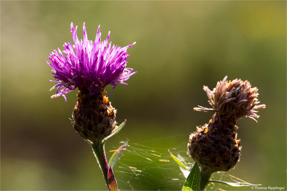 Wiesen-Flockenblume (Centaurea jacea).