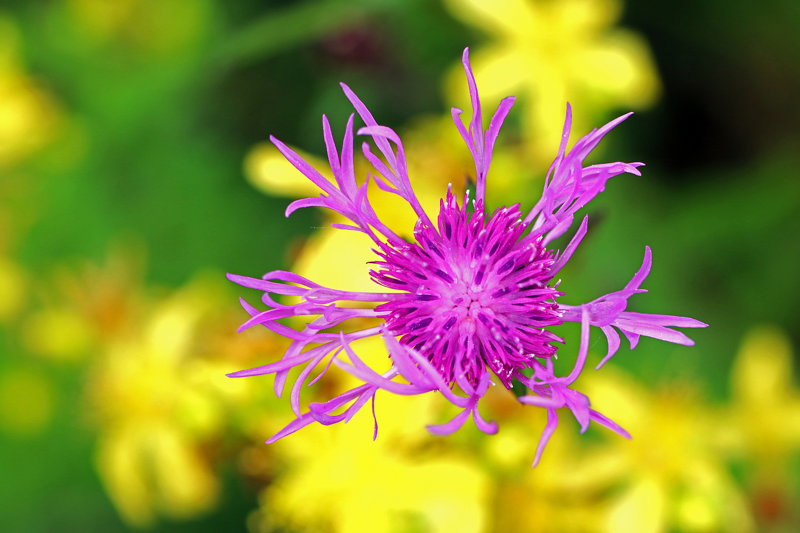 Wiesen-Flockenblume (Centaurea jacea)